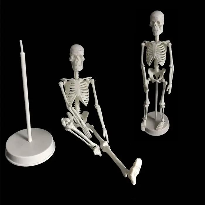 Modèle de squelette humain, anatomie du corps humain, modèle médical mobile amovible, enseignement, 