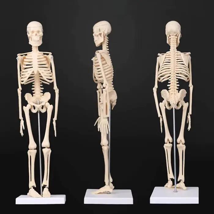Modèle de squelette humain, anatomie du corps humain, modèle médical mobile amovible, enseignement, ornement de bureau, décor d'halloween