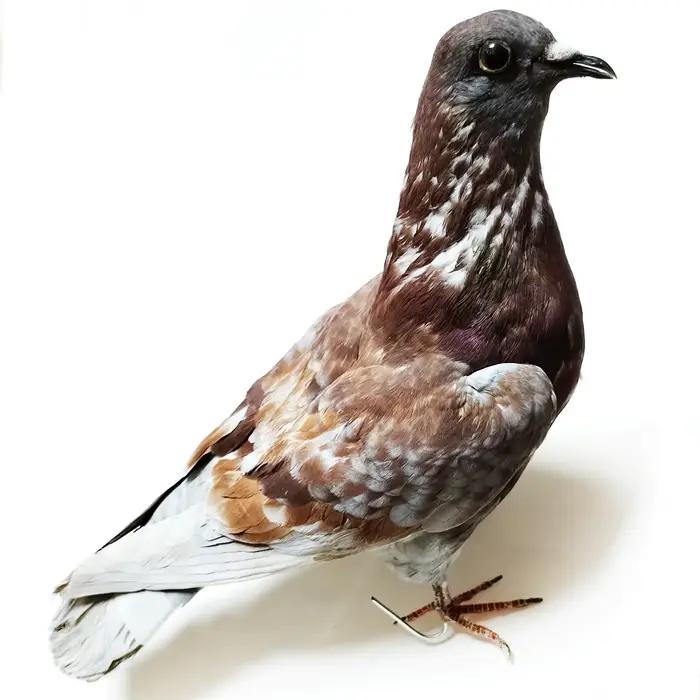 Statue d'Anatomie pour panique Scientifique, Modèles de Pigeons, Squelette, InPorter d'Oiseau, Sophia, Taxidermie, Animal, Collection Britannique