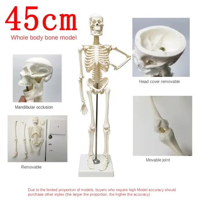 Modèle de squelette humain, anatomie du corps humain, modèle médical mobile amovible, enseignement, ornement de bureau, décor d'halloween