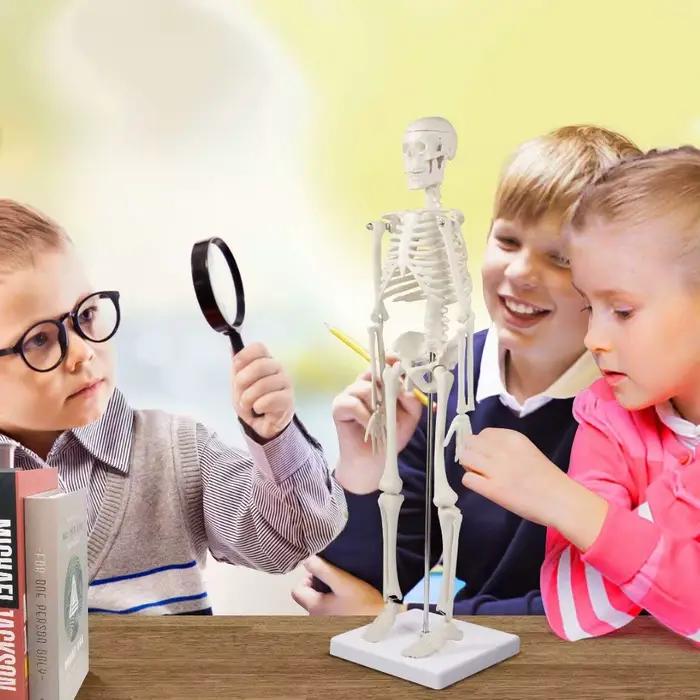 Modèle de squelette humain, anatomie du corps humain, modèle médical mobile amovible, enseignement, ornement de bureau, décor d'halloween