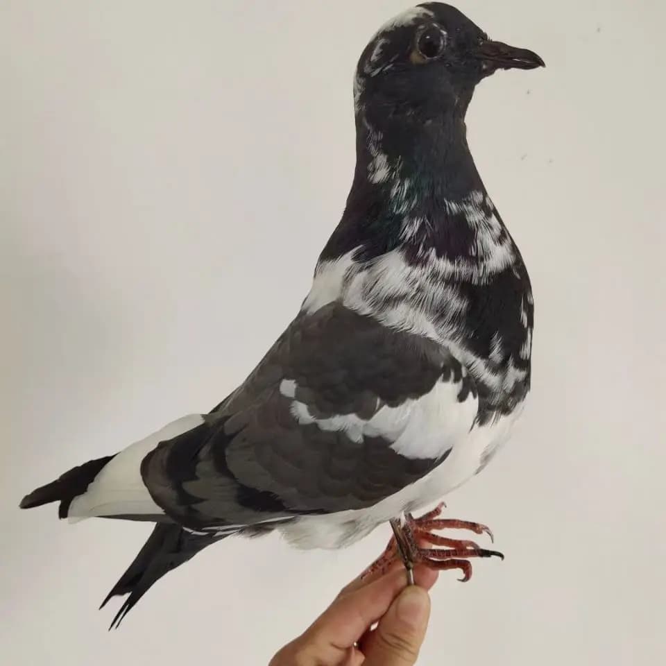 Support de taxidermie de Pigeon hyper-réaliste-échantillon réaliste pour la décoration intérieure, s
