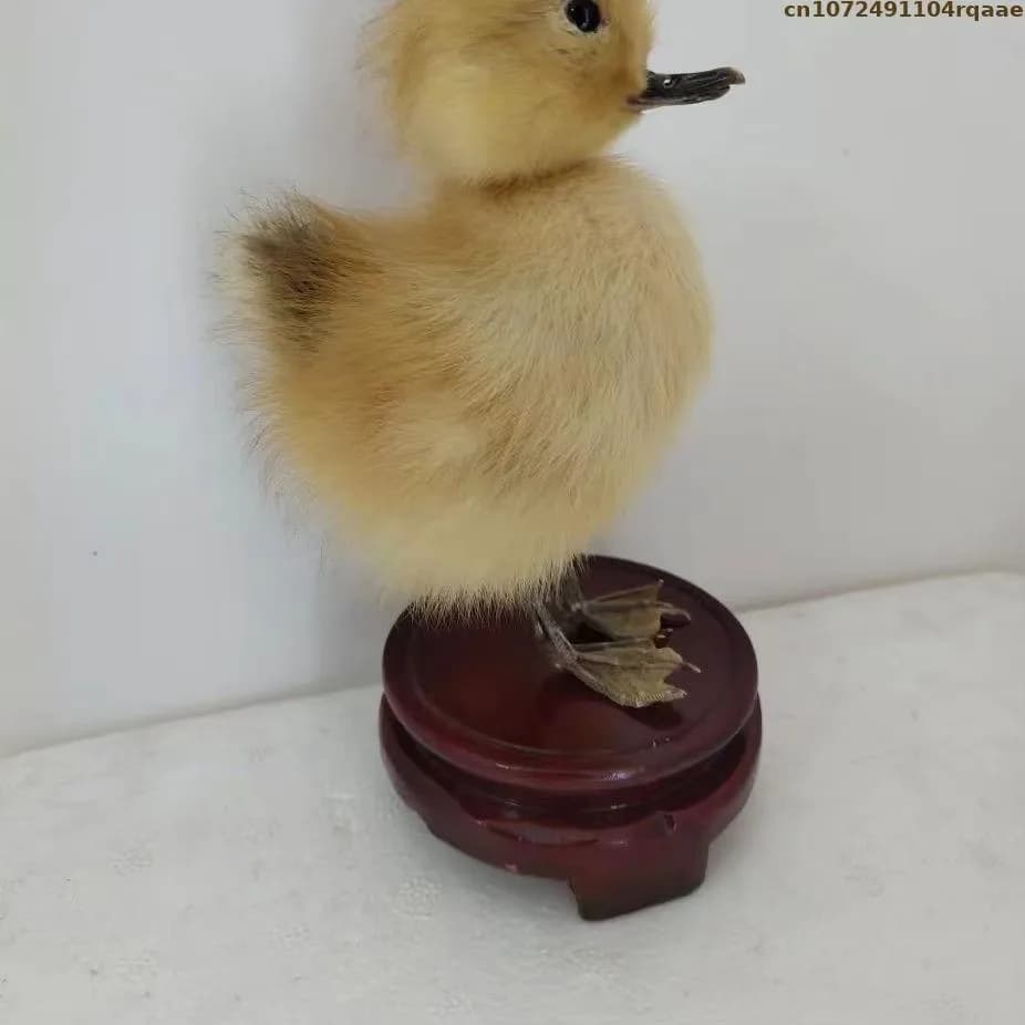 Support réaliste de taxidermie de Pigeon, spécimen réaliste pour la décoration intérieure/jardin, st