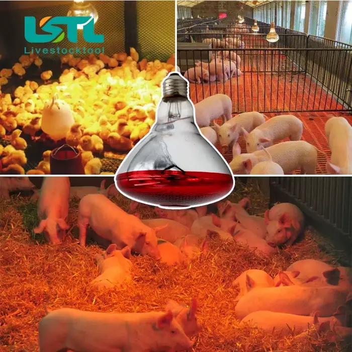 220V bétail animaux lampe chauffante pour animaux de compagnie ampoule conservation thermique chaleur rayon infrarouge pour Reptile amphibien animal de compagnie 100/150/200/275W