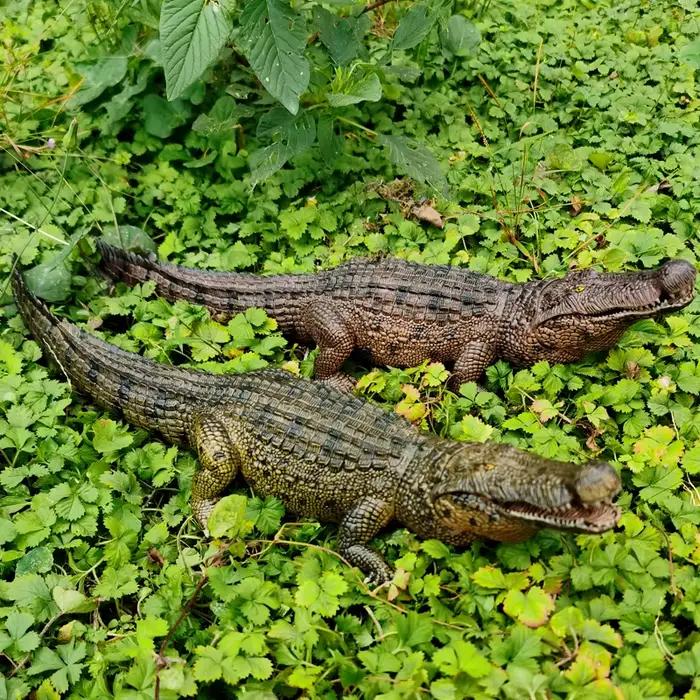 Figurine de jouet de Crocodile, Figurine de Crocodile de la vie sauvage avec mâchoire mobile, pour l'éducation et le jeu amusant, pour garçons et filles